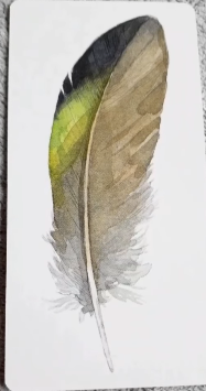 Divine Feather Messenger